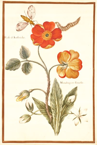 Rosa canina austriaca e Mandragora da Nicolas Robert